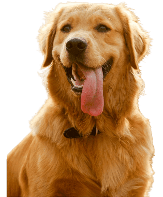 Pet Food and Pet supplies in Thane